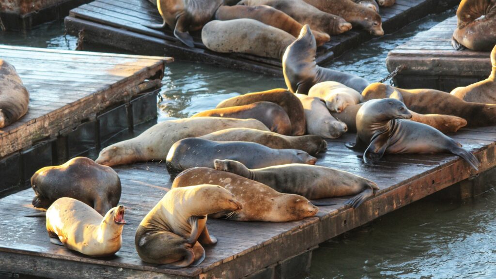 Zeeleeuwen bij Pier 39; Doen in weekend San Francisco Verenigde Staten tips