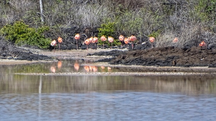 Floreana flamingos bij cormorant point - galapagoseilanden bezoeken met een cruise