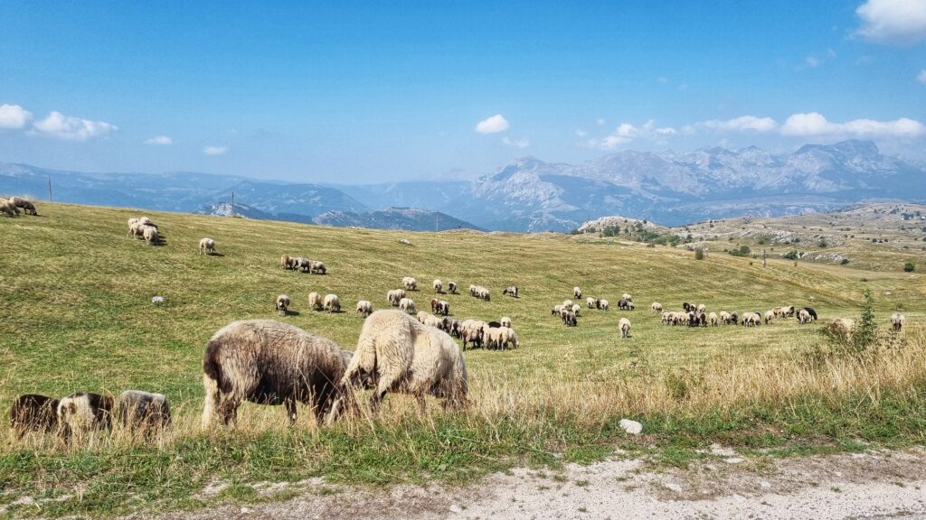Durmitor National Park panoramic road P14, roadtrip Montenegro route tips