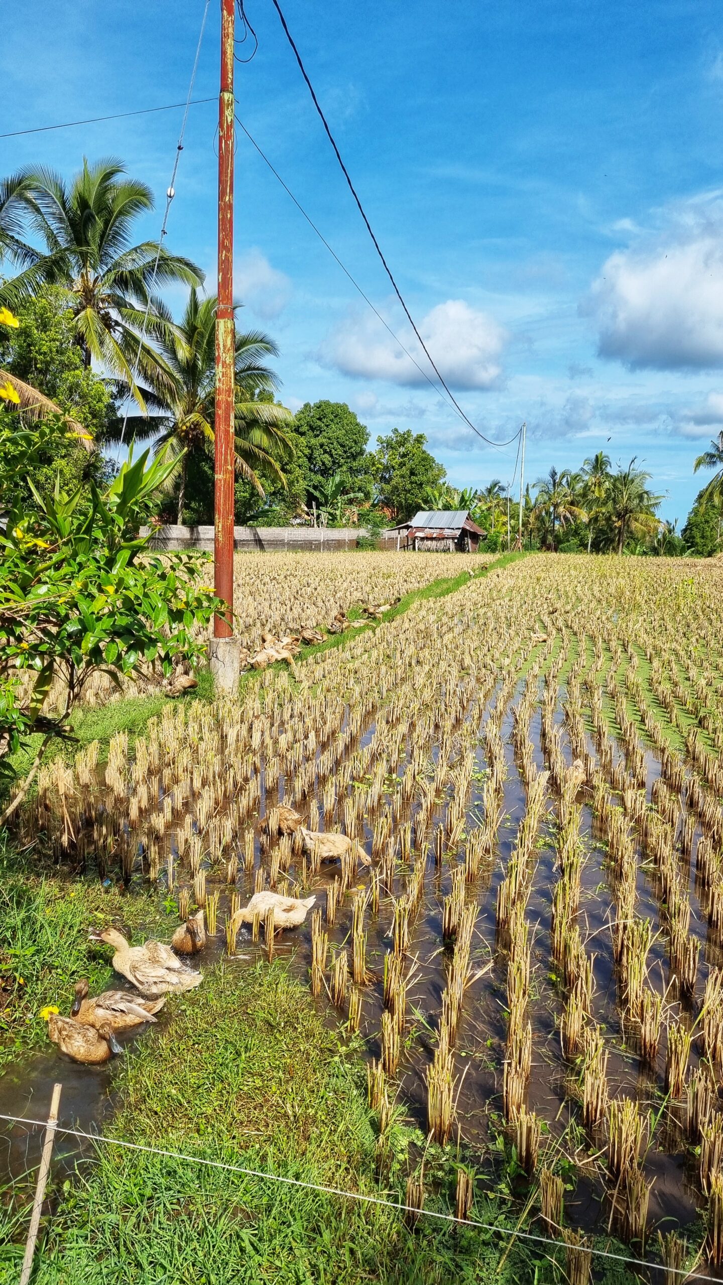Wandeling rijstvelden met gids (eenden); doen in Munduk, tips voor het noorden van Bali