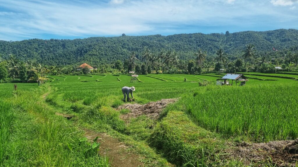Wandeling rijstvelden met gids; doen in Munduk, tips voor het noorden van Bali
