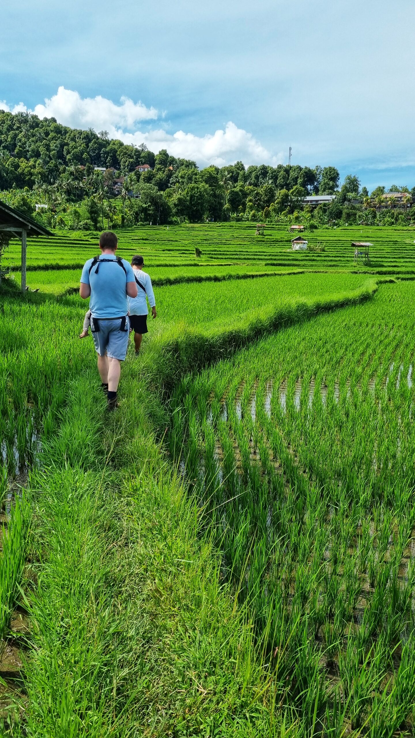 Wandeling rijstvelden met gids; doen in Munduk, tips voor het noorden van Bali
