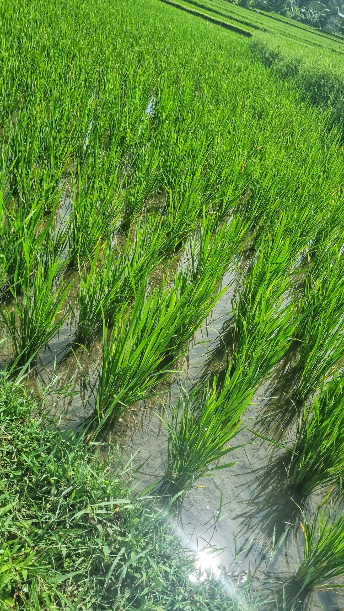 Wandeling rijstvelden met gids; doen in Munduk, tips voor het noorden van Bali