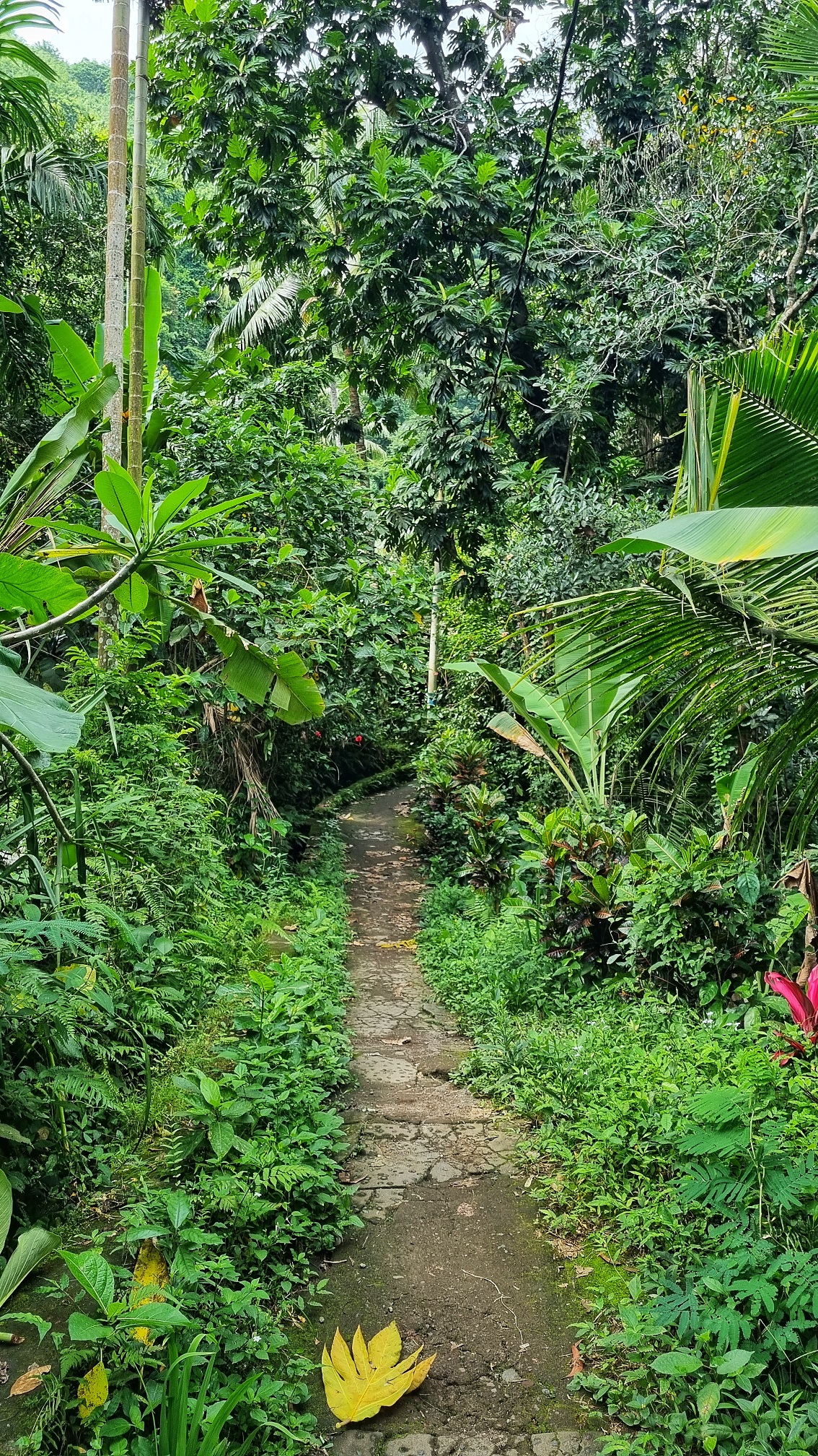 Yeh Mampeh waterval Les wandeling Tejakula, tips wat te doen in noorden Bali