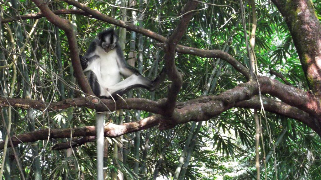 Apen Bukit Lawang trekking Orang oetans; tips rondreis reisroute Indonesie 3 weken