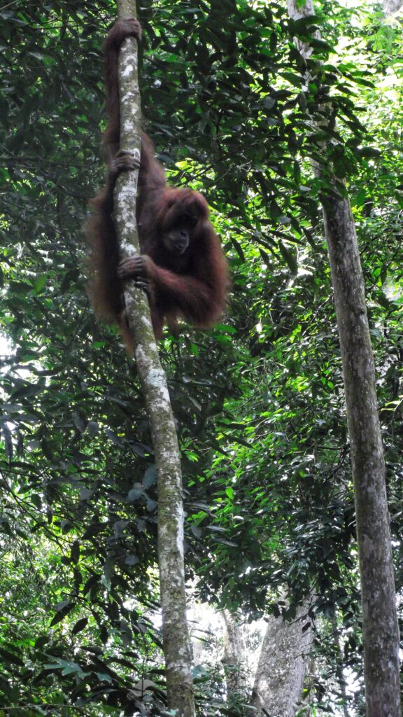 Bukit Lawang trekking Orang oetans; tips rondreis reisroute Indonesie 3 weken
