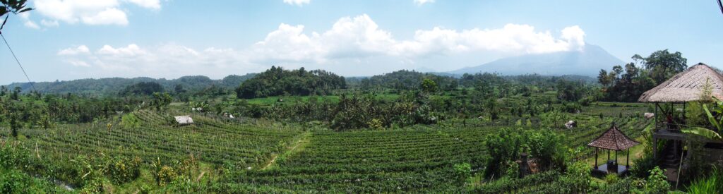 Rijstvelden, Ubud, Bal; tips rondreis reisroute Indonesie 3 weken