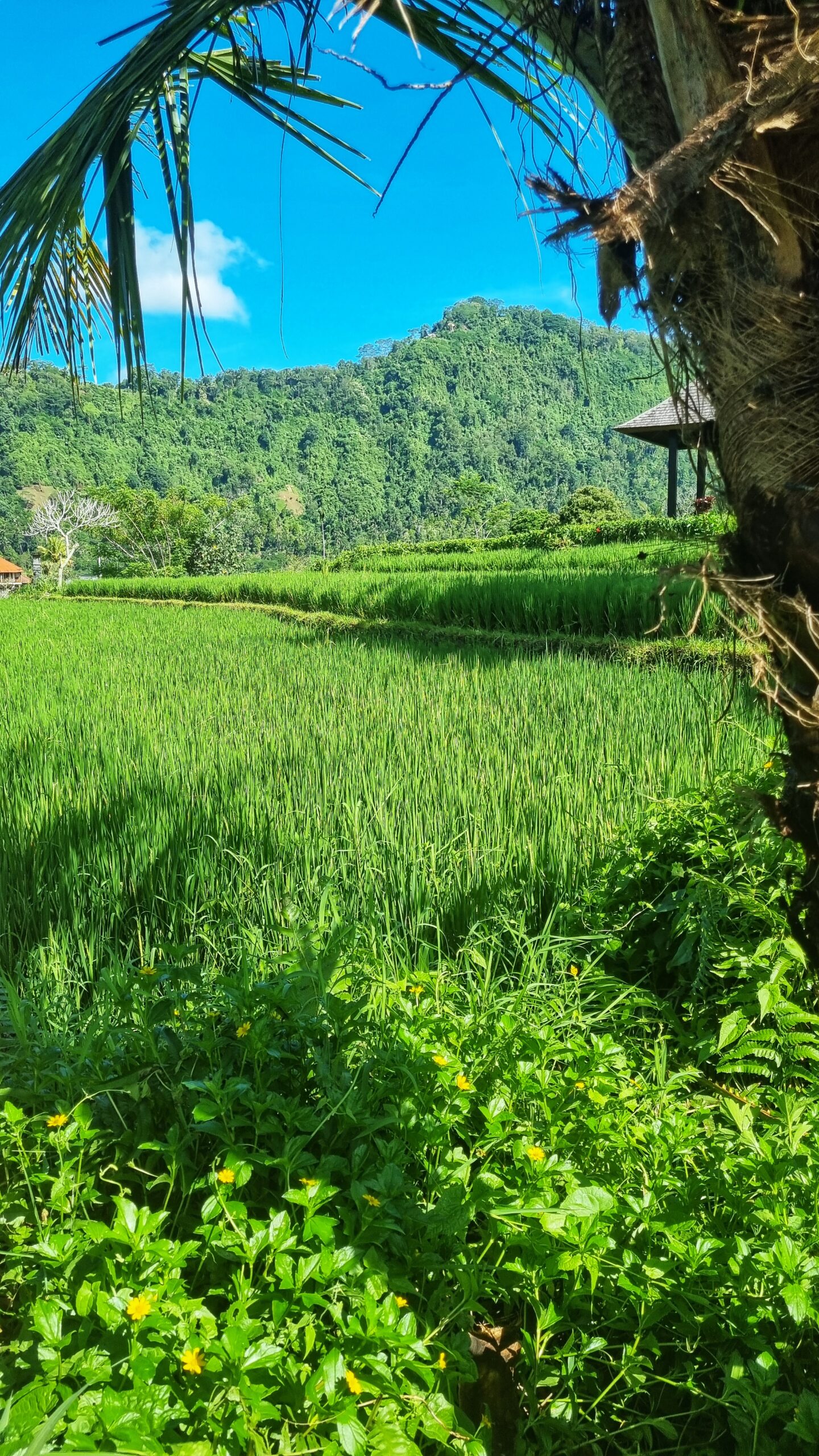 Wandeling met gids langs en door de rijstvelden; doen in Sidemen Oost Bali tips