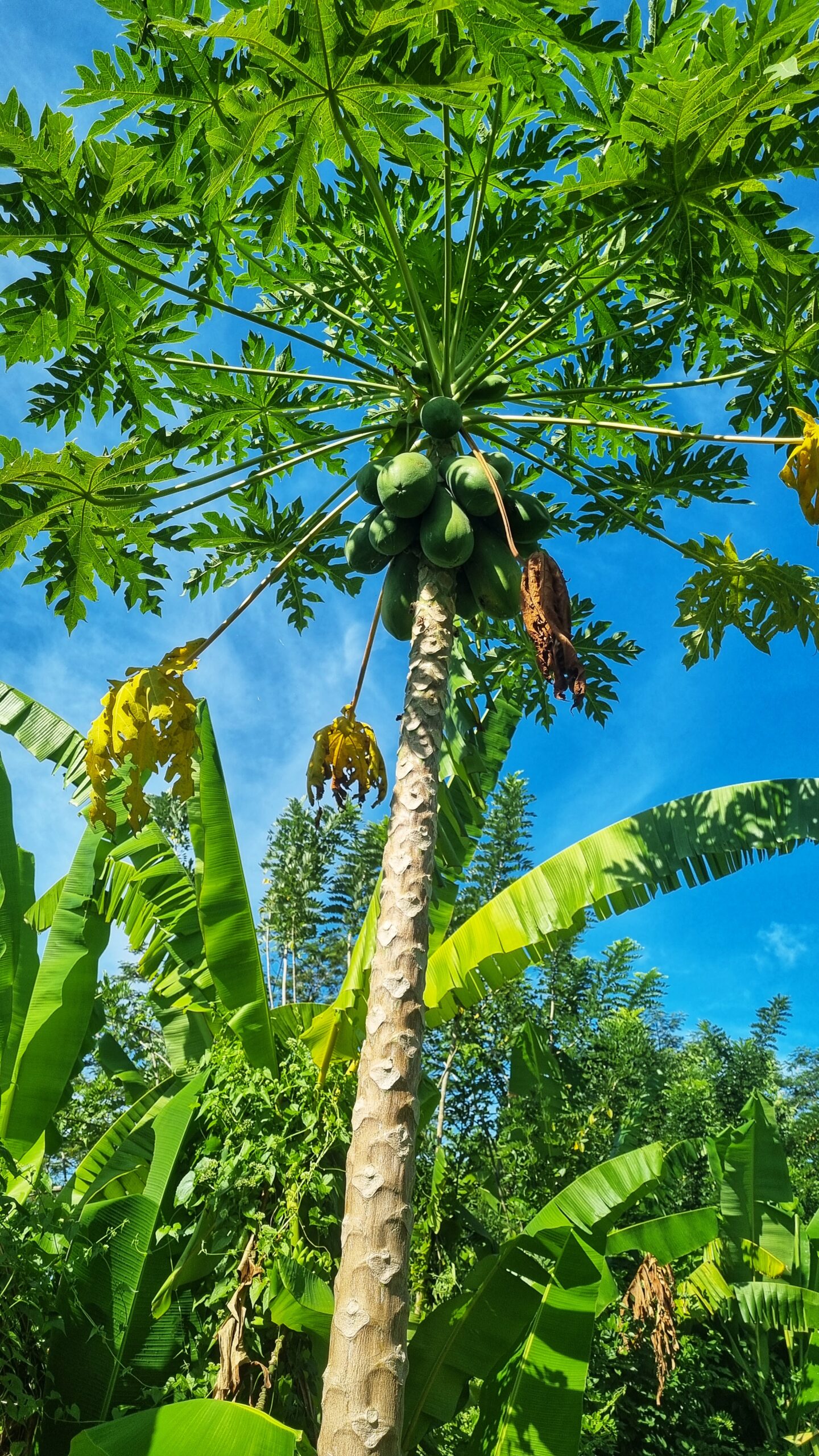 Wandeling met gids langs en door de rijstvelden; doen in Sidemen Oost Bali tips