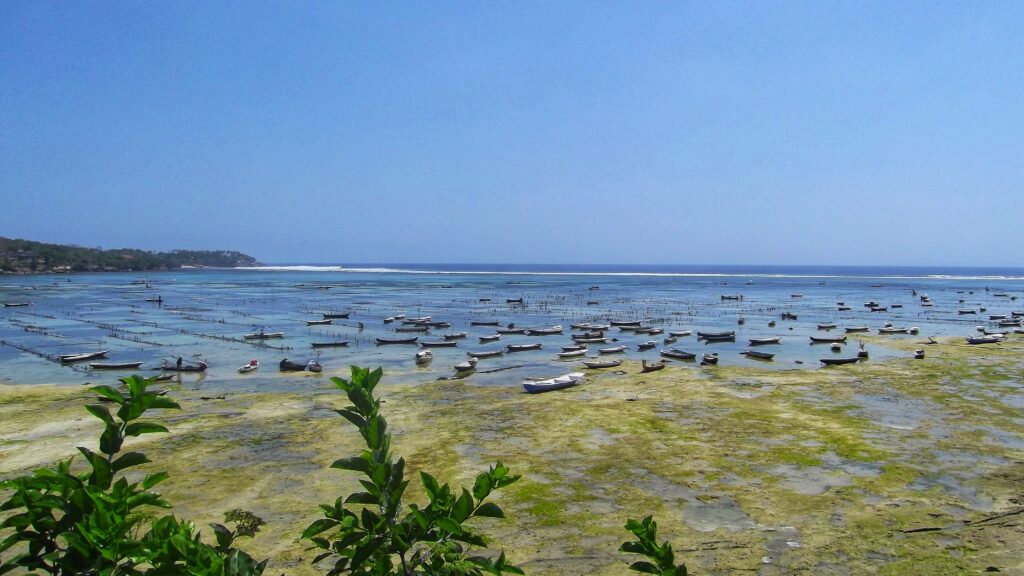 Zeewierplantages Nusa Lembongan; tips rondreis reisroute Indonesie 3 weken