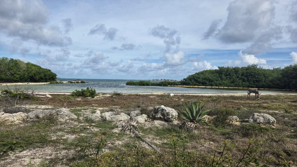 Mangrove bossen, kajakken Bonaire