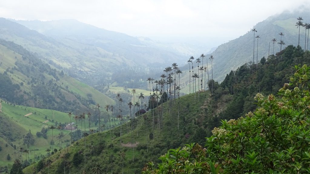 Waspalmen in Valle de Cocora, Salento, Colombia