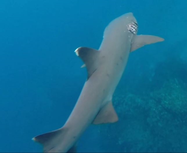 Snorkelen met witpuntrifhaaien bij Devil's Crown bij Floreana - galapagoseilanden bezoeken cruise