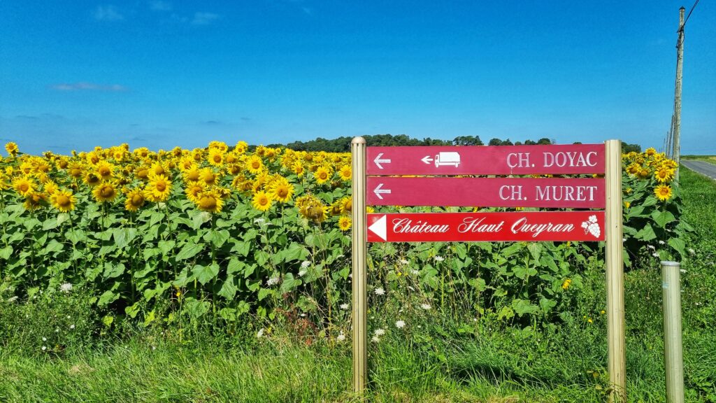 Zonnebloemen Route du Vin Bordeaux roadtrip wijnroute medoc wijngaarden tips; bijzonder overnachten Bordeaux.