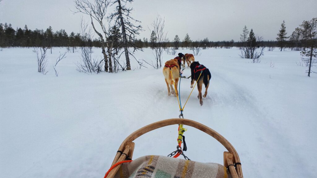 Huskysledetocht; reis vakantie Lapland winter; doen in Levi, Finland tips
