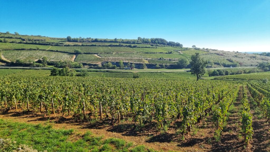 Wandelen, fietsen, auto wijnroute: tips voor Bourgogne wijnroute Route des Grands Crus