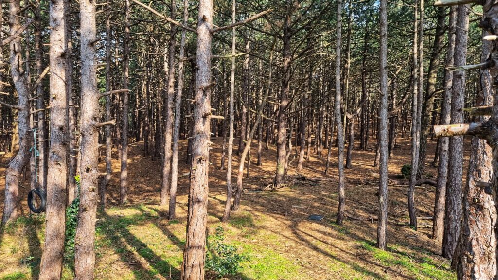 Bos Vlieland; tips wat te doen op Vlieland, weekendje Waddeneilanden