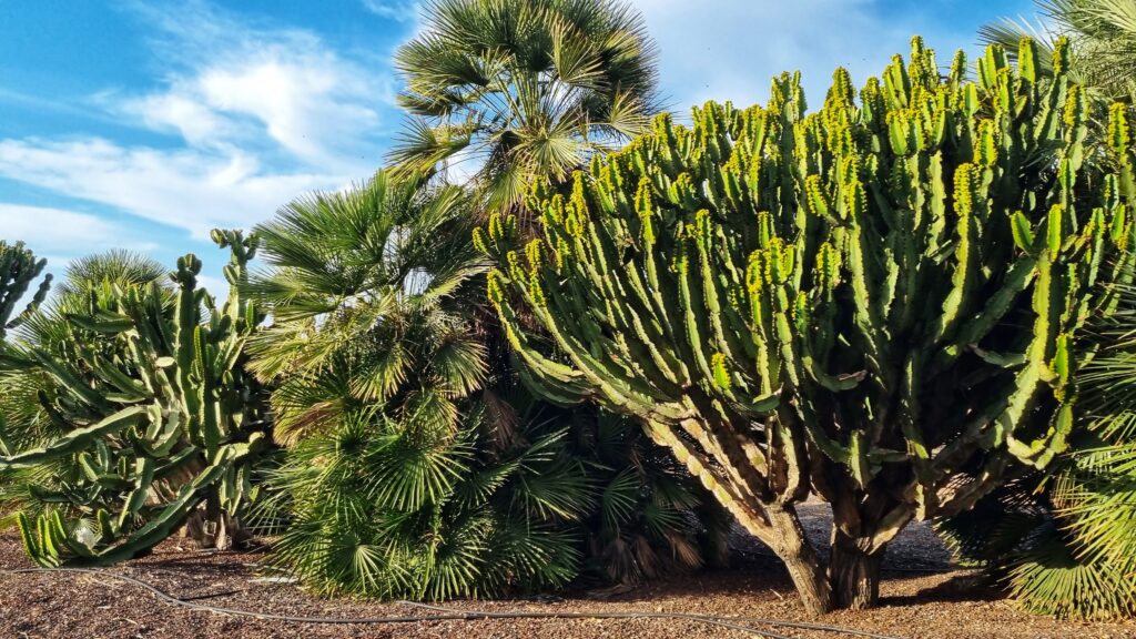 Cactus, Tenerife winterzon
