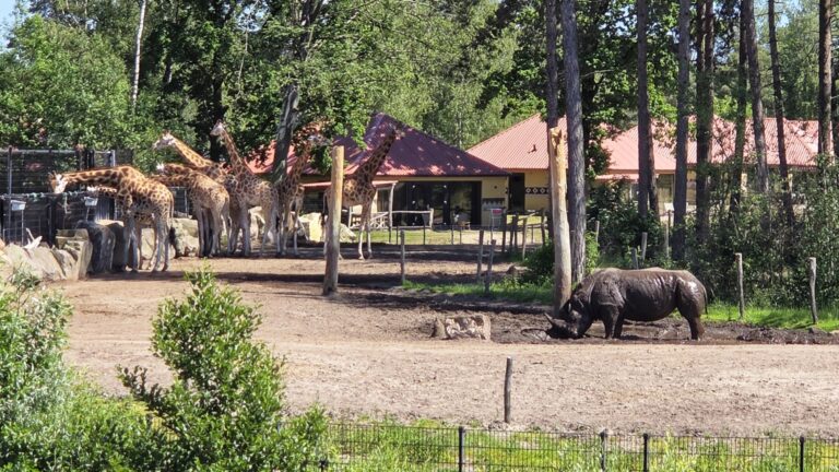 Safari Resort Beekse Bergen; overnachten aan de Savanne